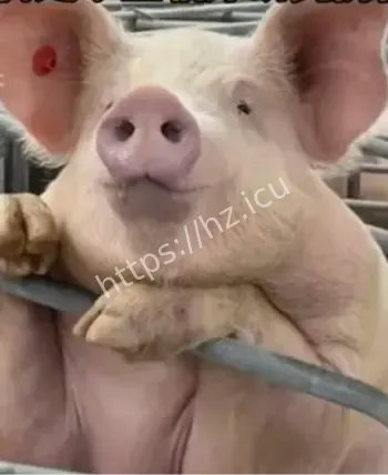 首例猪肝猪双肾联合移植